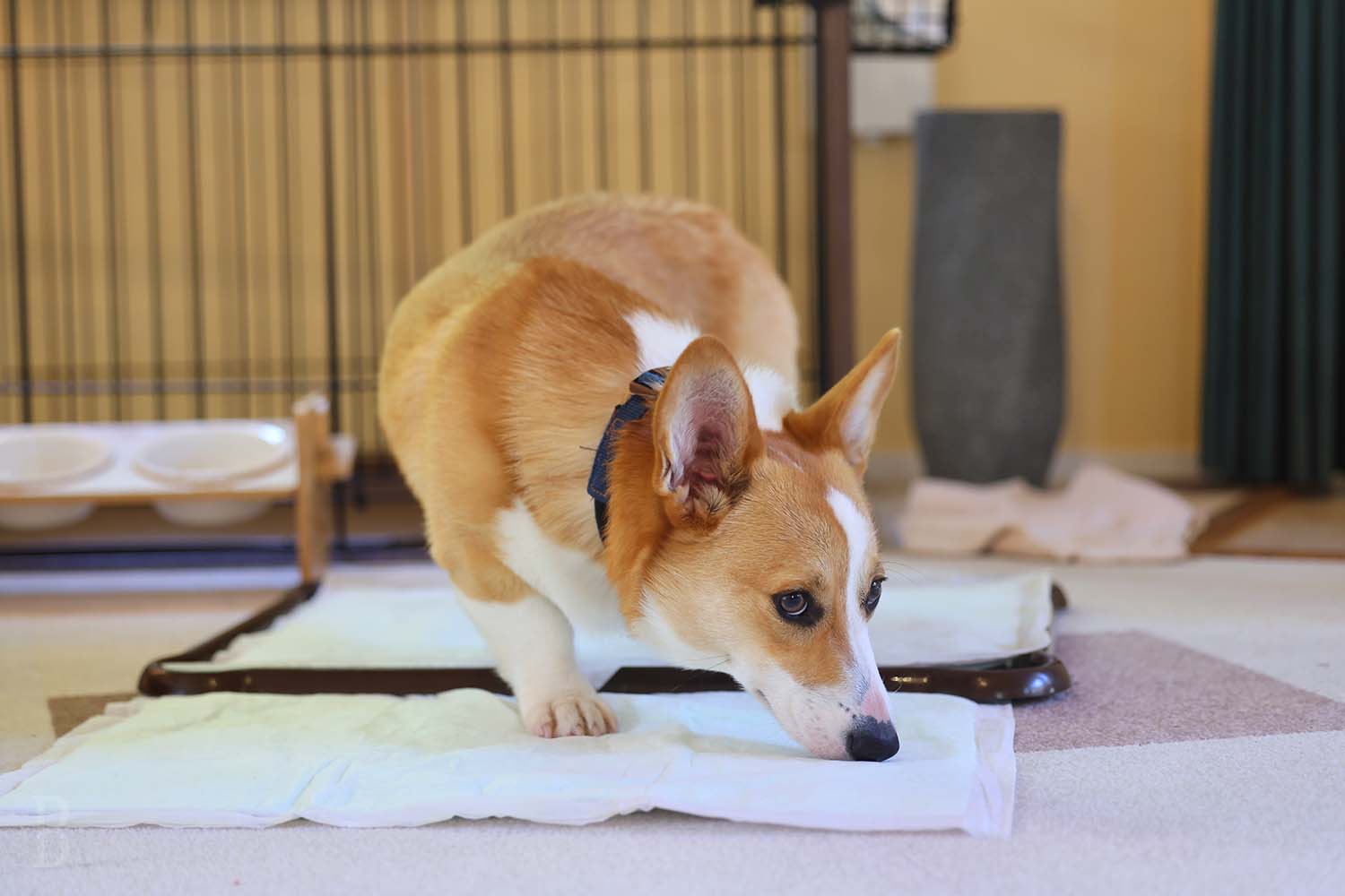 飼い主とワンちゃんのための快適なアメニティ・備品